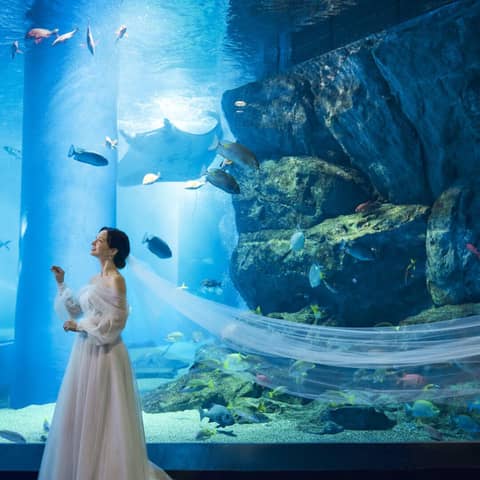 海の世界で叶える水族館フォト&会食プラン