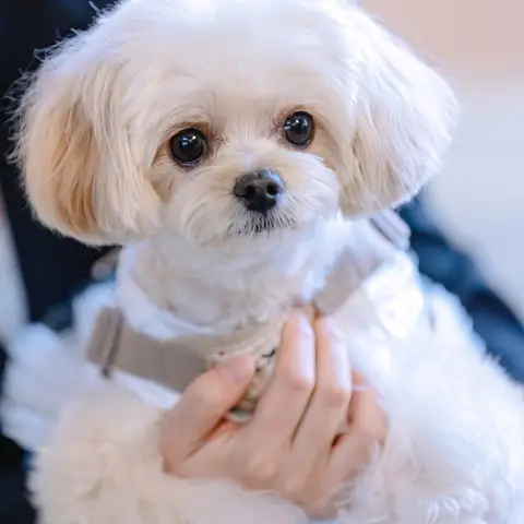 ペットと一緒にフォトプラン