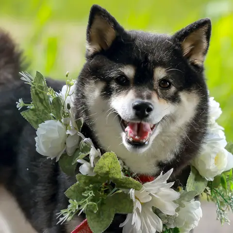 ペットと一緒にフォトプラン