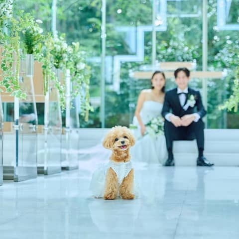 【リングドッグ×ホテル婚】愛犬と叶える上質ホテルウエディング