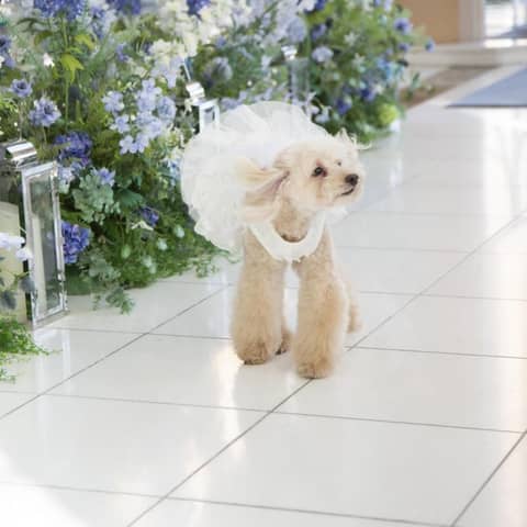 【公式】ザ・ロイヤルクラシック姫路　❘　兵庫　姫路の結婚式場