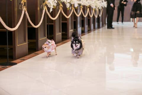 ペットと一緒にフォトプラン