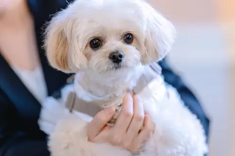 ペットと一緒にフォトプラン