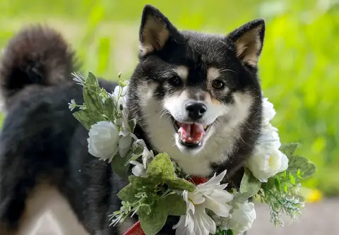 ペットと一緒にフォトプラン