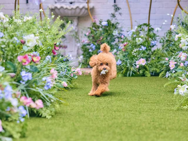 アールベル・アンジェ チャペル嵯峨野