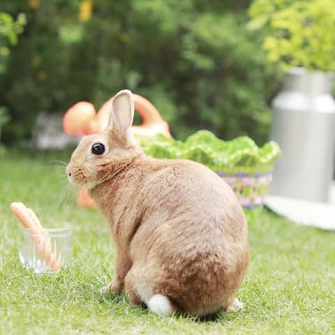 アールベル・アンジェ チャペル嵯峨野