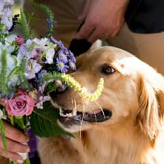 【ペットと一緒に挙式】WITH WEDDING PLAN