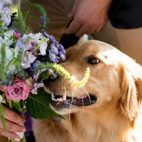 【ペットと一緒に挙式】WITH WEDDING PLAN