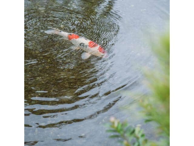 【ウエディング/公式】マリエール神水苑