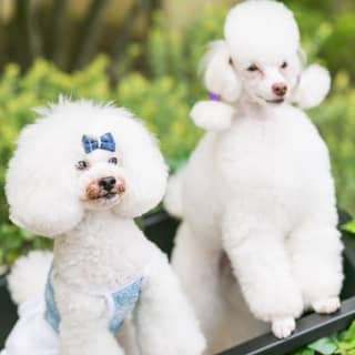 ペットと一緒の結婚式 ザ チェルシーコート おゆみ野ガーデン ペットと一緒の結婚式 ザ チェルシーコート おゆみ野ガーデン